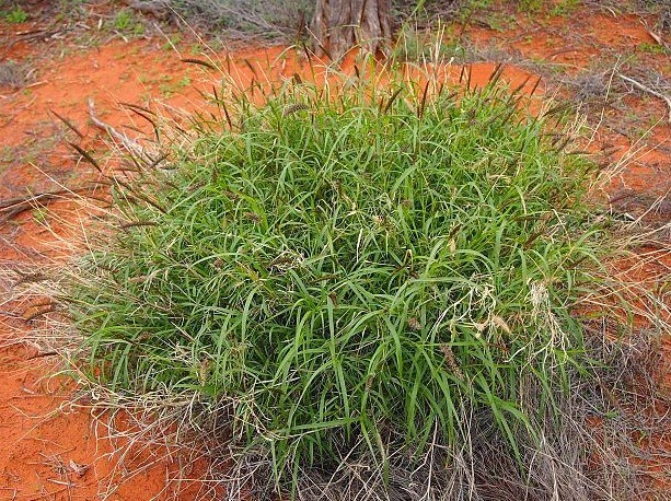 A bright, high-key photograph of a round clump of green grass growing in reddish sandy soil, soft natural daylight, calm earthy mood with hints of warm rust and fresh green.