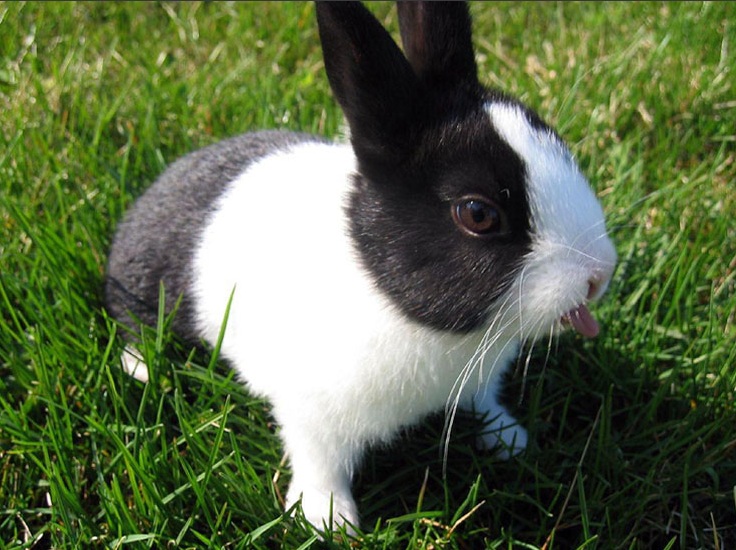 A bright, high-key photograph of a black and white rabbit sitting in green grass with a calm countryside mood, soft natural daylight and muted green and ivory tones.