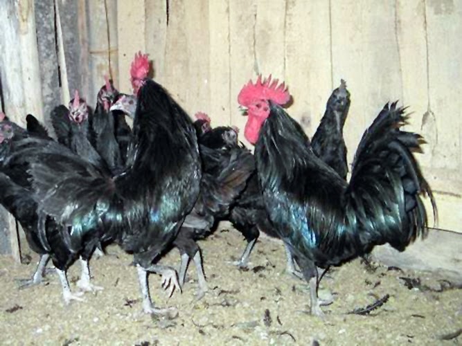 A bright, airy photograph of a small group of black chickens with red combs inside a wooden shed on straw, soft afternoon light, rustic countryside mood in muted charcoal and warm wood tones.