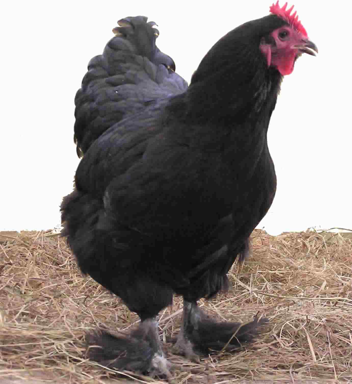 A bright, high-key still photograph of a black chicken on straw against a clean white background, soft daylight, warm rural mood with deep charcoal and pale cream tones.